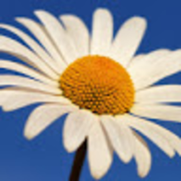 Meet your Posher, Melanie - Picture 1 of 1